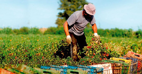 UGT destaca que los más de 52.000 trabajadores del campo en Córdoba comenzarán el lunes la jornada intensiva