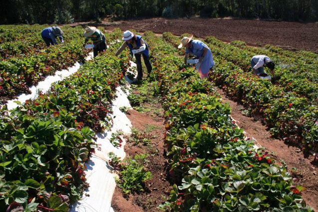 El campo demanda mano de obra para la recolección.